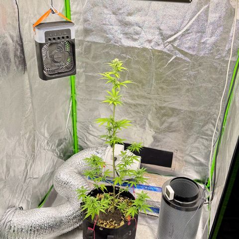 Deimos Mazaar AUTO - Latitud Sur growlog timeline photo