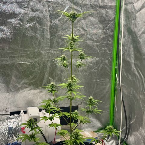 Deimos Mazaar AUTO - Latitud Sur growlog photo: Toda estressada… mas tá indo, rs