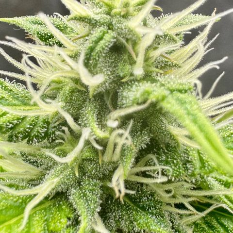 Deimos Mazaar AUTO - Latitud Sur growlog photo: Toda estressada… mas tá indo, rs