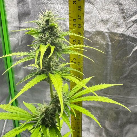 Deimos Mazaar AUTO - Latitud Sur growlog photo: Toda estressada… mas tá indo, rs