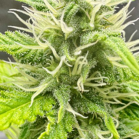 Deimos Mazaar AUTO - Latitud Sur growlog photo: Toda estressada… mas tá indo, rs