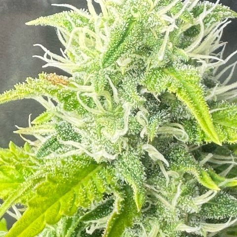Deimos Mazaar AUTO - Latitud Sur growlog timeline photo