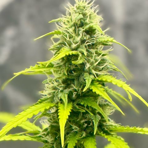 Deimos Mazaar AUTO - Latitud Sur growlog timeline photo