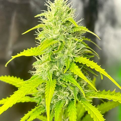 Deimos Mazaar AUTO - Latitud Sur growlog timeline photo