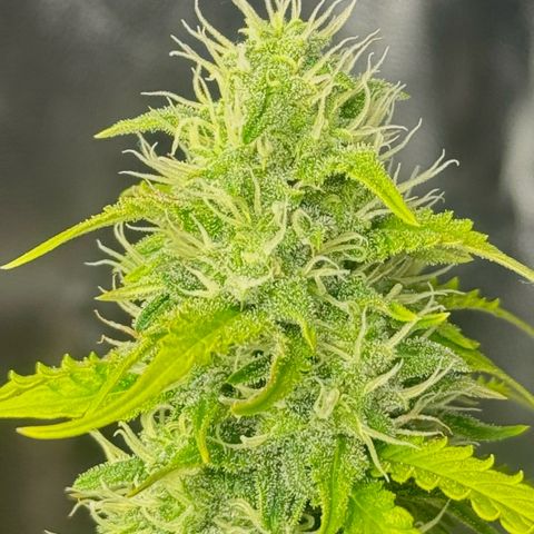 Deimos Mazaar AUTO - Latitud Sur growlog timeline photo