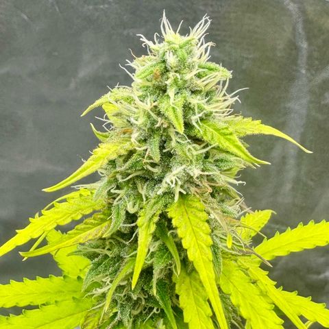 Deimos Mazaar AUTO - Latitud Sur growlog timeline photo