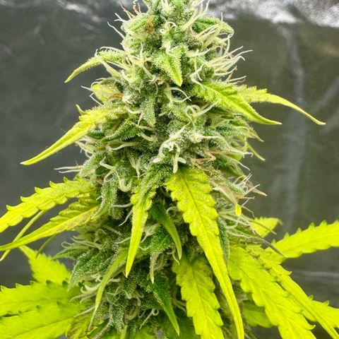 Deimos Mazaar AUTO - Latitud Sur growlog timeline photo