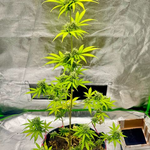 Deimos Mazaar AUTO - Latitud Sur growlog timeline photo