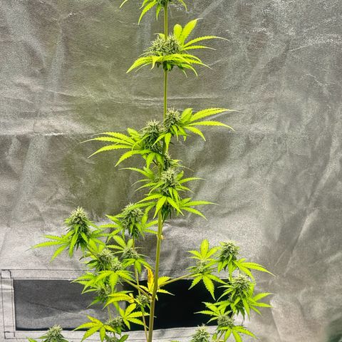 Deimos Mazaar AUTO - Latitud Sur growlog timeline photo