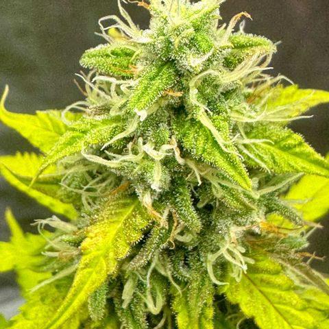 Deimos Mazaar AUTO - Latitud Sur growlog timeline photo