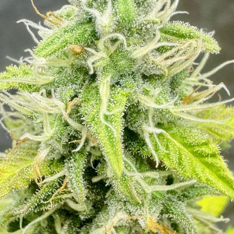 Deimos Mazaar AUTO - Latitud Sur growlog timeline photo
