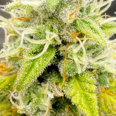 Deimos Mazaar AUTO - Latitud Sur growlog timeline photo