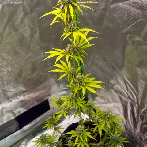 Deimos Mazaar AUTO - Latitud Sur growlog timeline photo