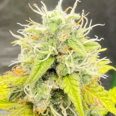 Deimos Mazaar AUTO - Latitud Sur growlog timeline photo