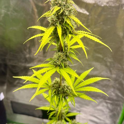 Deimos Mazaar AUTO - Latitud Sur growlog timeline photo