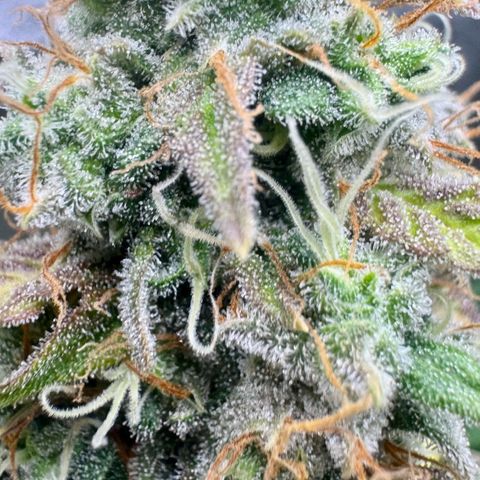 Deimos Mazaar AUTO - Latitud Sur growlog photo: A 1 semana regando apenas com água,
Semana que vem já deve conhecer o facão!!!