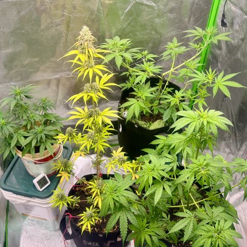 Deimos Mazaar AUTO - Latitud Sur growlog photo: A 1 semana regando apenas com água,
Semana que vem já deve conhecer o facão!!!