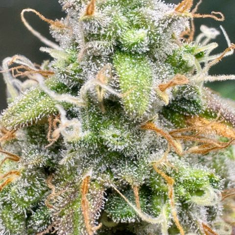 Deimos Mazaar AUTO - Latitud Sur growlog photo: A 1 semana regando apenas com água,
Semana que vem já deve conhecer o facão!!!