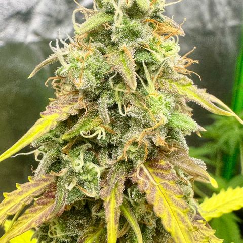 Deimos Mazaar AUTO - Latitud Sur growlog timeline photo