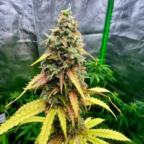 Deimos Mazaar AUTO - Latitud Sur growlog photo: Feito colheita nos galhos inferiores, sem iluminação, com a entrada das outras plantas no Grow.