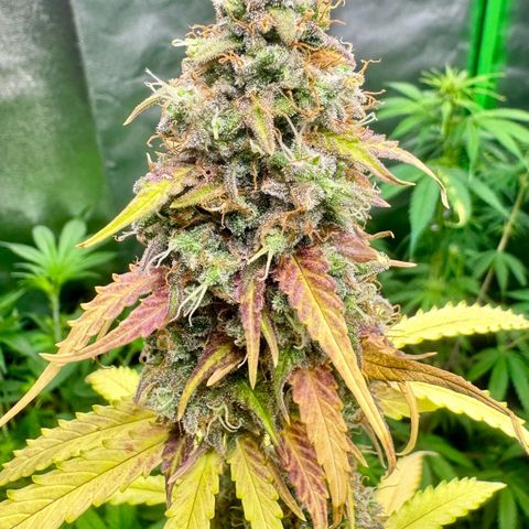 Deimos Mazaar AUTO - Latitud Sur growlog photo: Feito colheita nos galhos inferiores, sem iluminação, com a entrada das outras plantas no Grow.