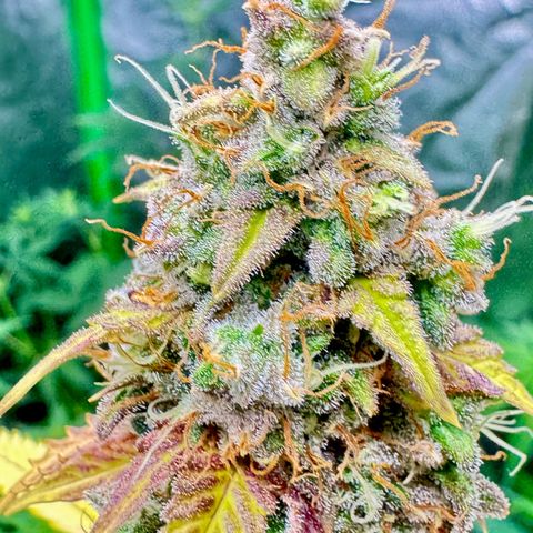 Deimos Mazaar AUTO - Latitud Sur growlog photo: Feito colheita nos galhos inferiores, sem iluminação, com a entrada das outras plantas no Grow.