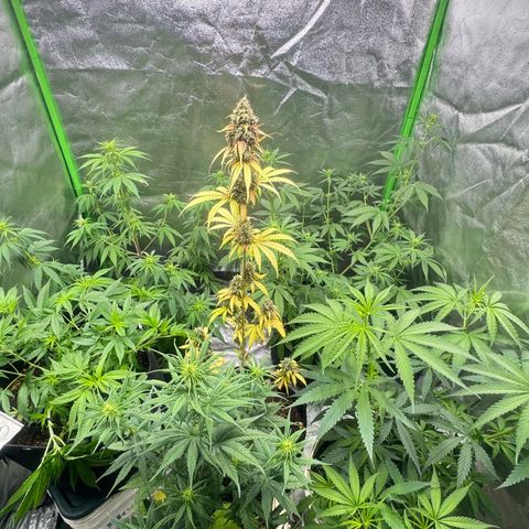 Deimos Mazaar AUTO - Latitud Sur growlog photo: Feito colheita nos galhos inferiores, sem iluminação, com a entrada das outras plantas no Grow.