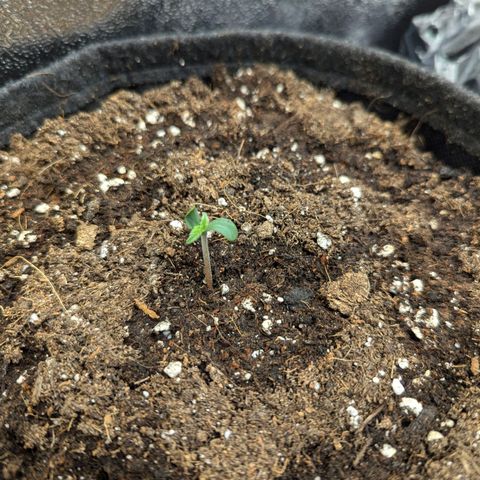 Gundula growlog photo: Abends