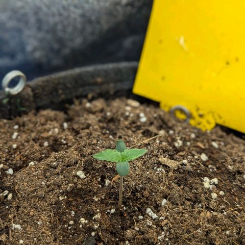 Gundula growlog photo: Abends