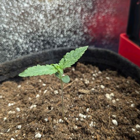 Gundula growlog timeline photo