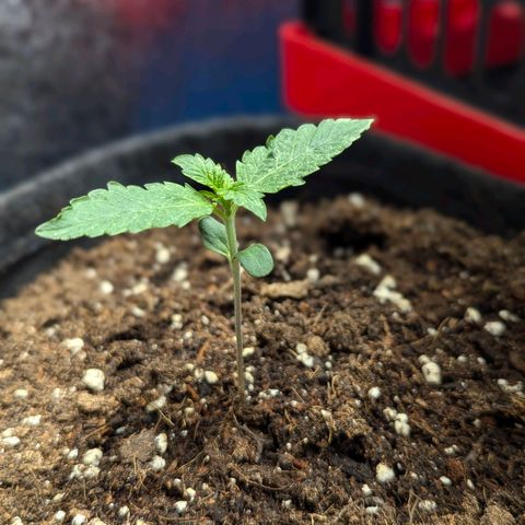 Gundula growlog timeline photo