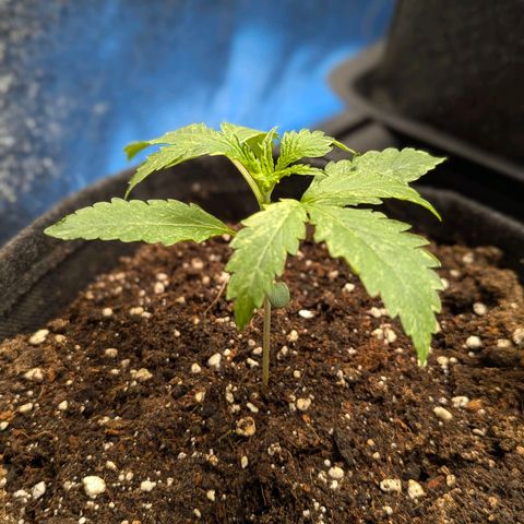 Gundula growlog timeline photo