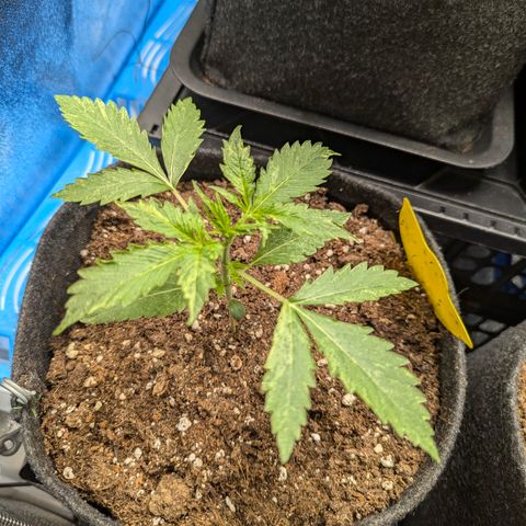Gundula growlog timeline photo
