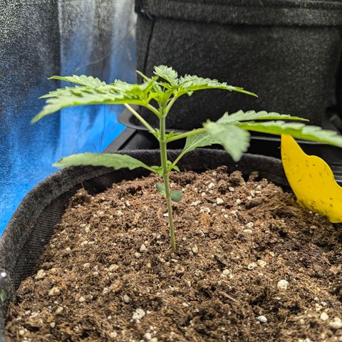 Gundula growlog timeline photo