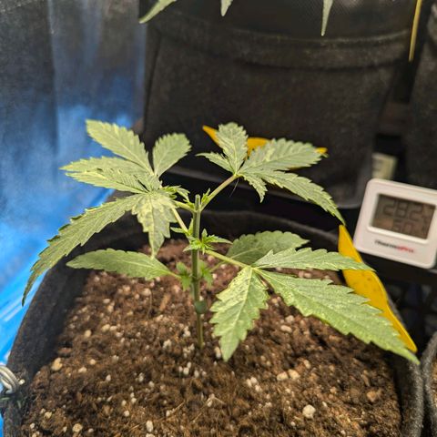 Gundula growlog timeline photo