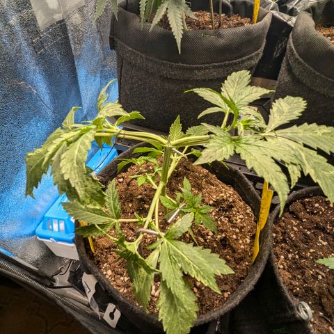 Gundula growlog timeline photo