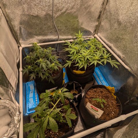 Gundula growlog timeline photo