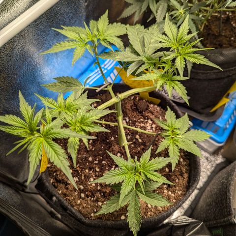 Gundula growlog timeline photo