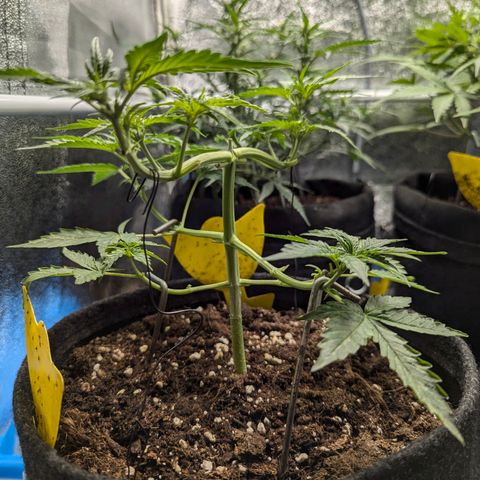 Gundula growlog timeline photo