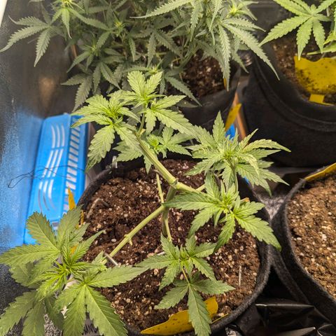 Gundula growlog timeline photo