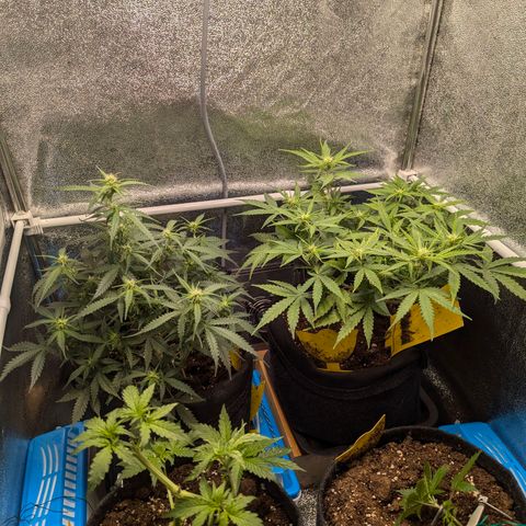 Gundula growlog timeline photo