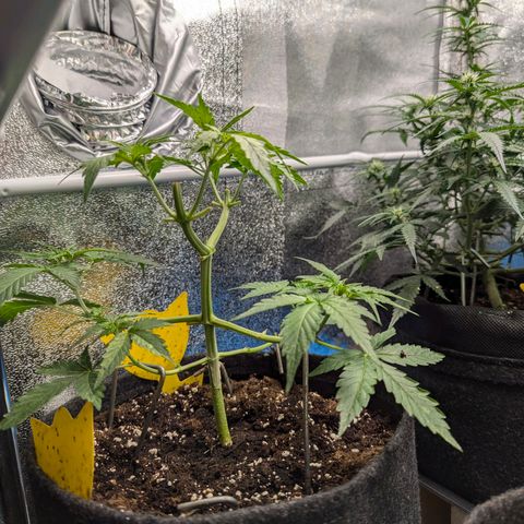 Gundula growlog timeline photo