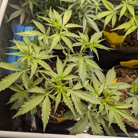Gundula growlog timeline photo