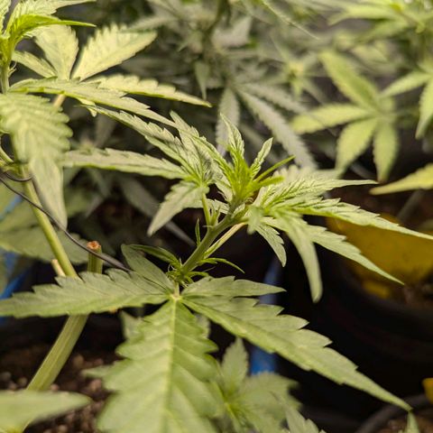 Gundula growlog timeline photo