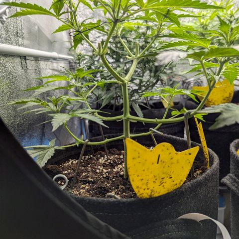 Gundula growlog timeline photo
