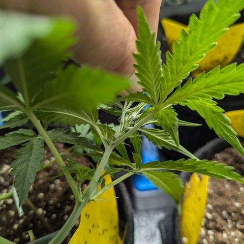 Gundula growlog photo: Vorblüte??