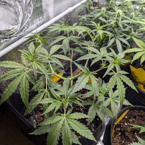 Gundula growlog timeline photo
