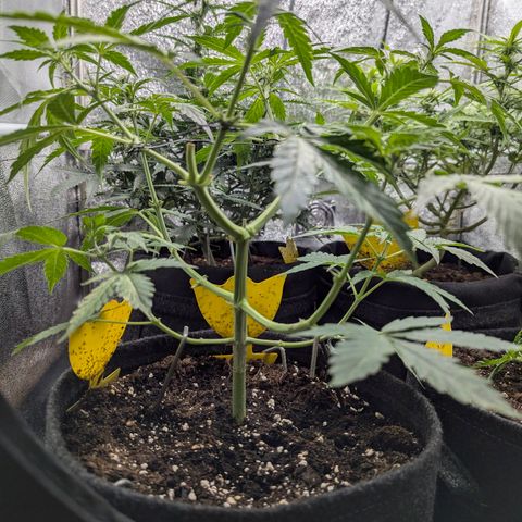 Gundula growlog timeline photo