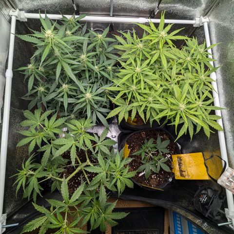 Gundula growlog timeline photo