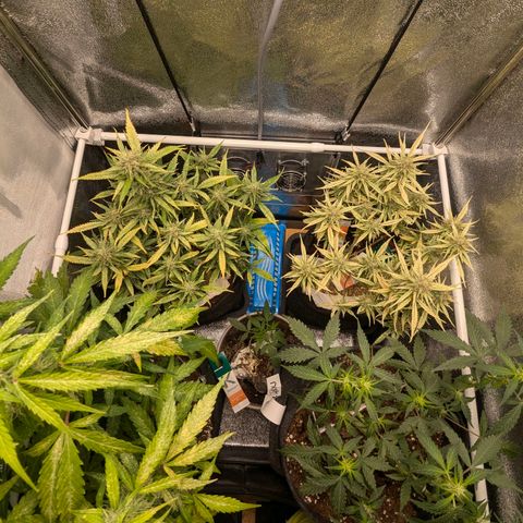 Gundula growlog timeline photo
